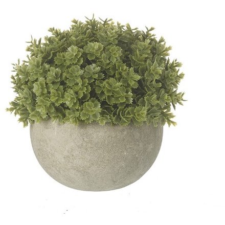 Green Plant In Pot