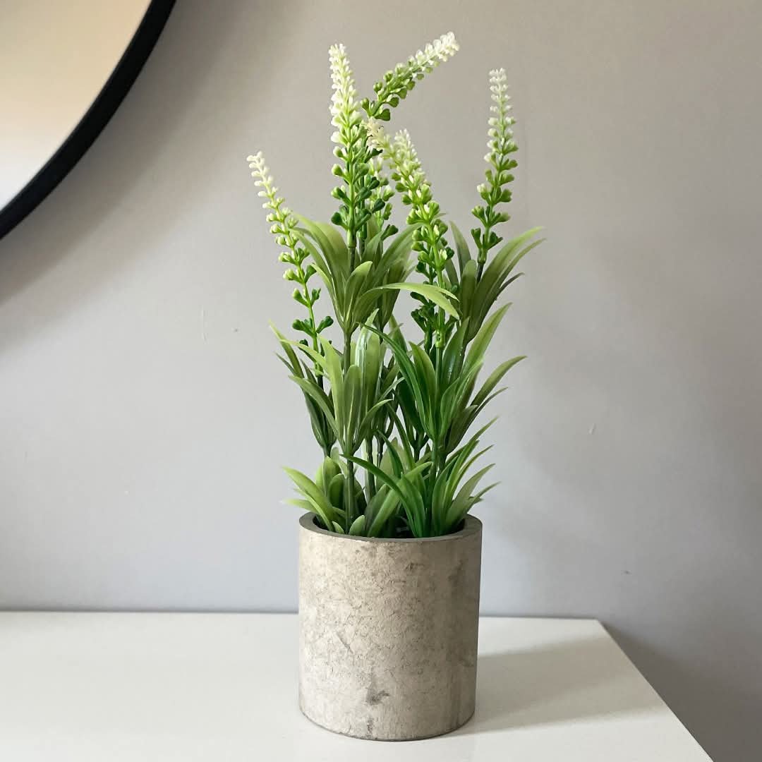 Plants