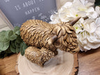Standing Hugo The Highland Cow With Calf