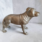 Silver Staffordshire Bull Terrier Staffy Dog