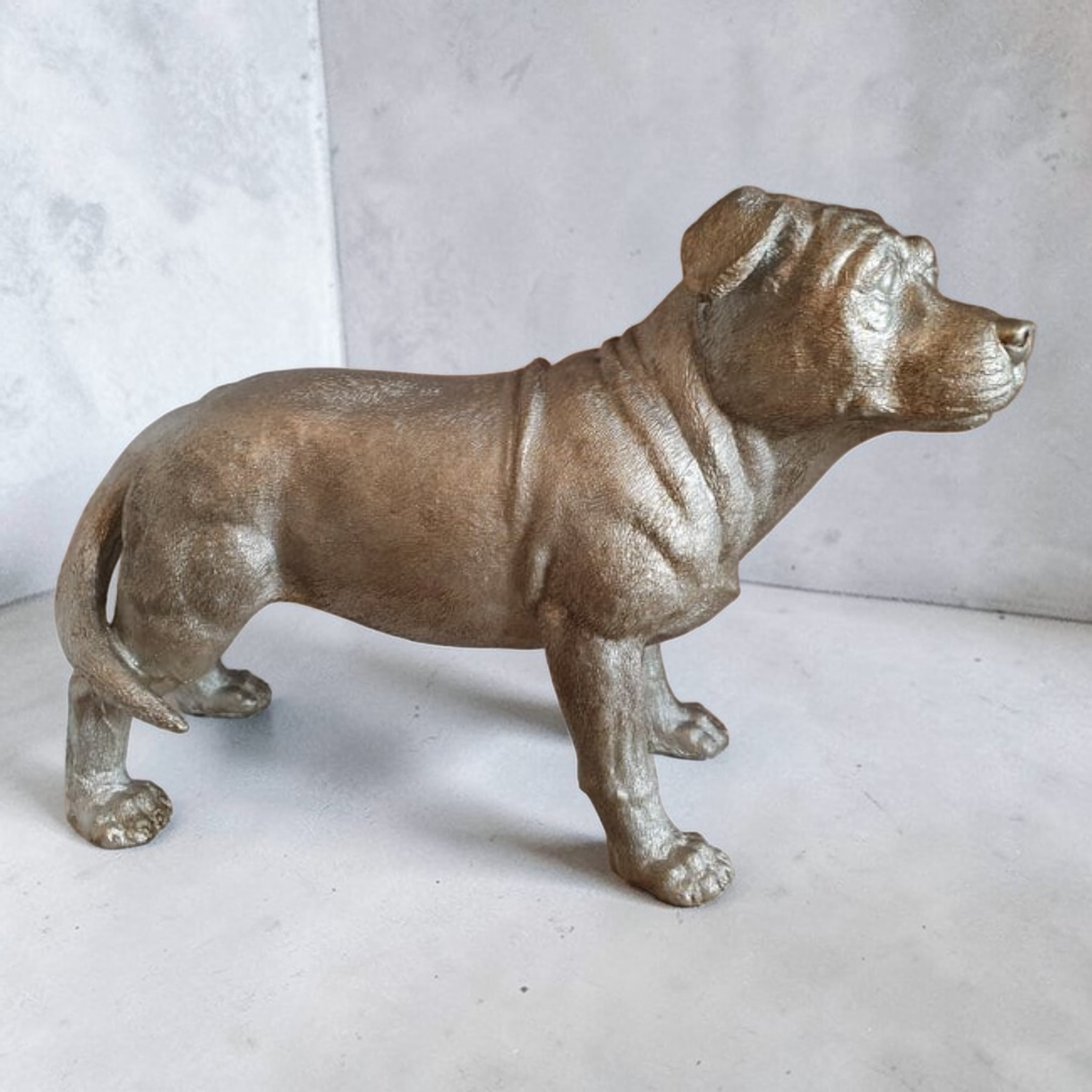 Silver Staffordshire Bull Terrier Staffy Dog