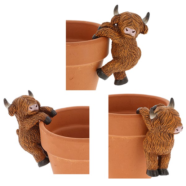 Highland Coooos Cows