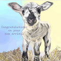 Congratulations On Your New Arrival Baby Boy Card Lamb