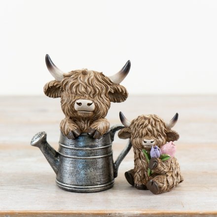 Highland Cow With Tulips