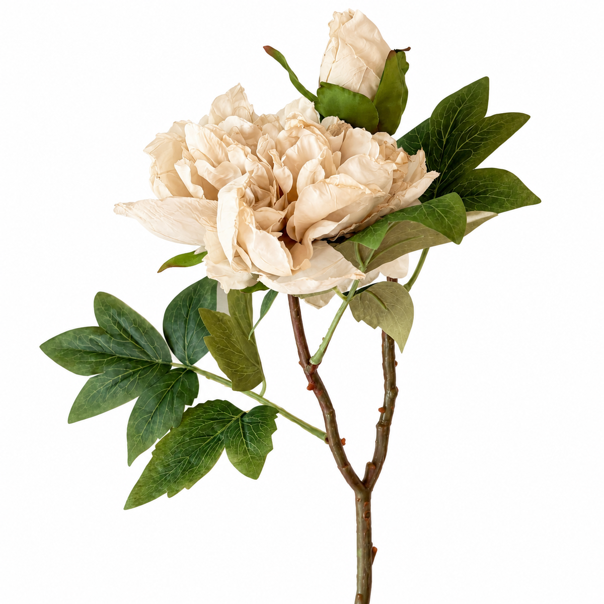 Full Bloom Double Peony in Nude