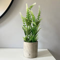 Tall White Lavender Plant