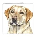 Golden Labrador Blank Card