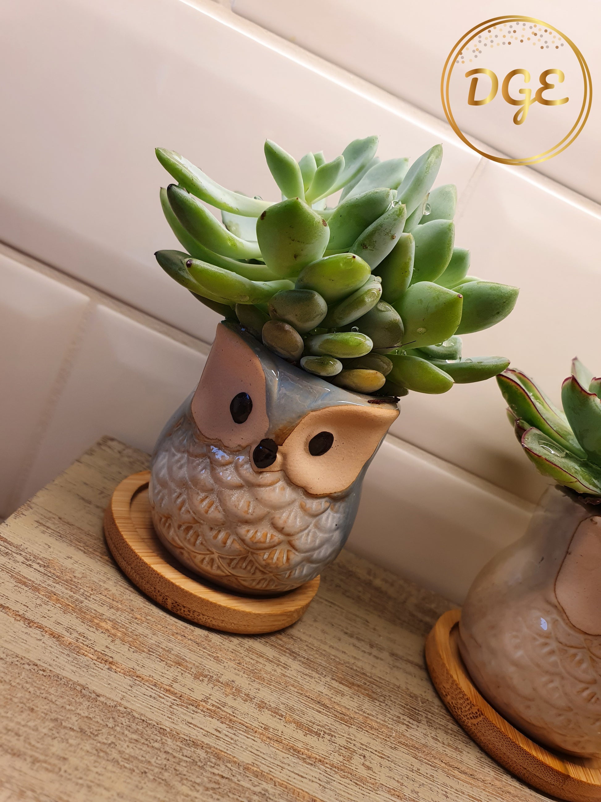 Owl Plant Pots