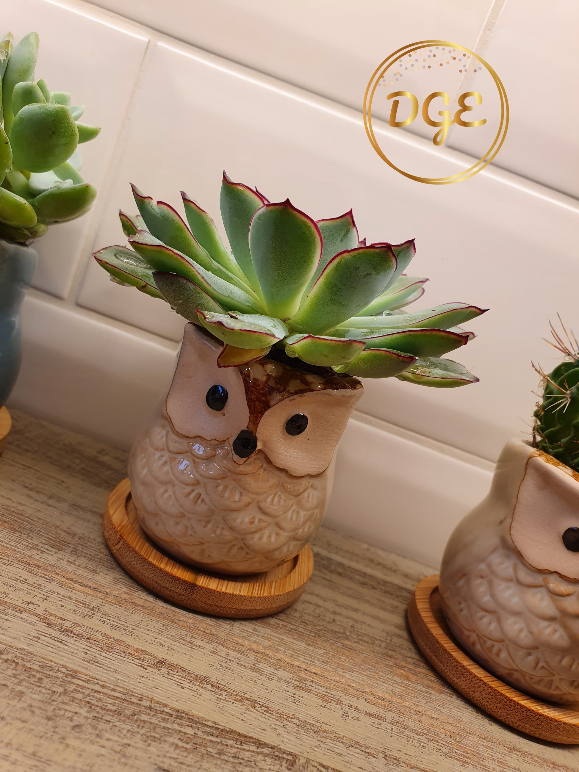 Owl Plant Pots