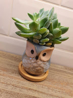 Owl Plant Pots