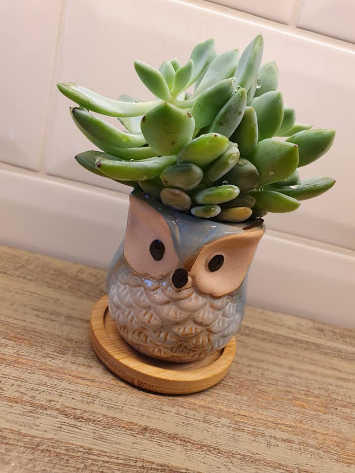 Owl Plant Pots
