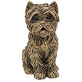 Bronze Westie Sitting