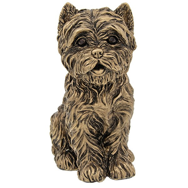 Bronze Westie Sitting