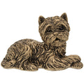 Bronze Westie Lying