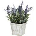 Lavender Plant