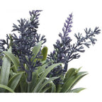 Lavender Plant