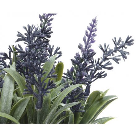 Lavender Plant