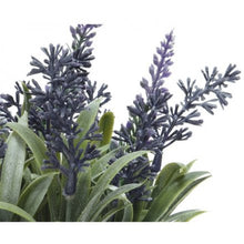 Load image into Gallery viewer, Lavender Plant
