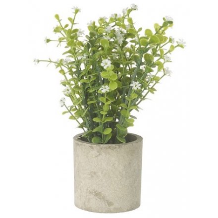Tall White & Green Plant