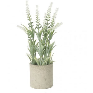 Tall White Lavender Plant