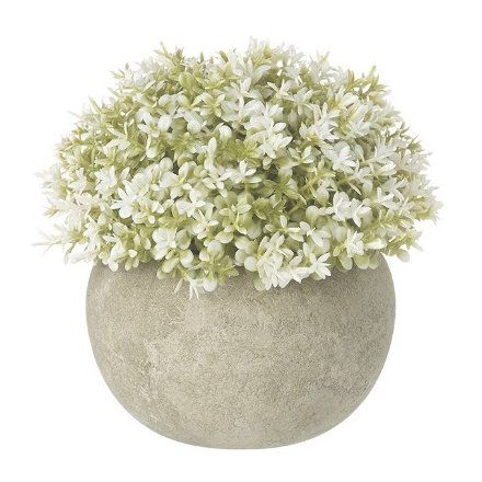 White Plant In Pot