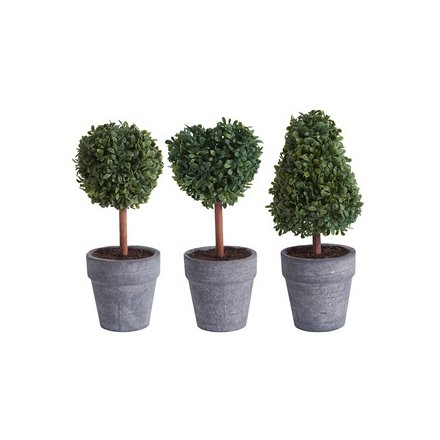 Mini Topiary Trees in Pots