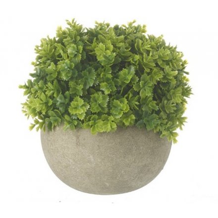 Green Plant In Pot