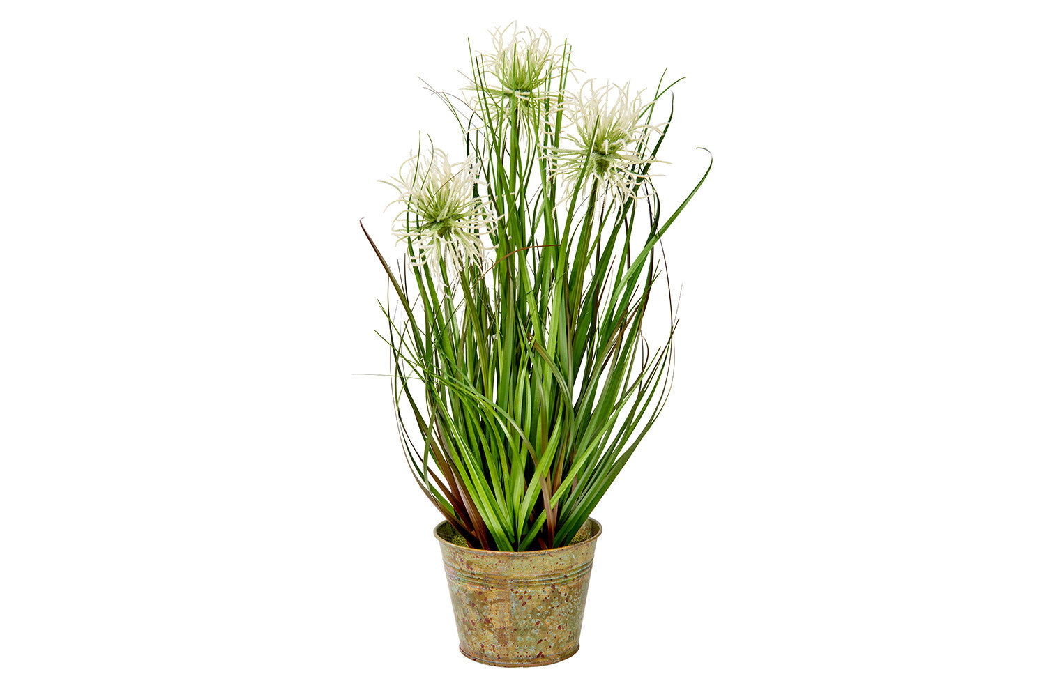 Sea Urchin Grass Plant