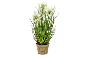 Sea Urchin Grass Plant